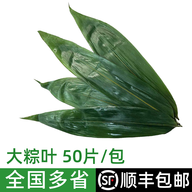 新鲜大粽子叶 大号现摘50片叶特大包粽子的叶子商用棕叶批发包邮