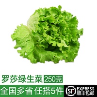 新鲜罗莎绿250g 绿叶生菜花边散叶生菜 西餐蔬菜沙拉食材配菜