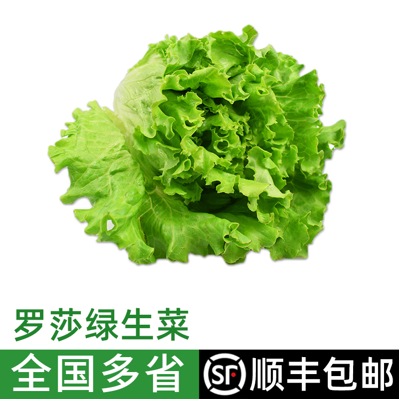 新鲜罗莎绿生菜西餐沙拉食材