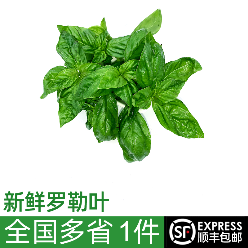 新鲜罗勒叶100g 西餐食用披萨草意大利面调料香料青酱蔬菜