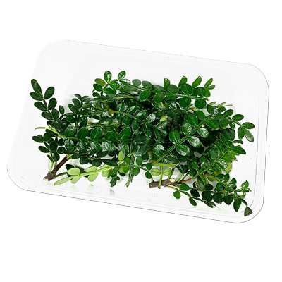 新鲜清香草1盒酒店5件烘焙日料