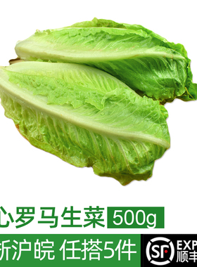 包心罗马生菜500g 黄心罗马罗纹凯撒生菜 西餐沙拉食材 5件包邮