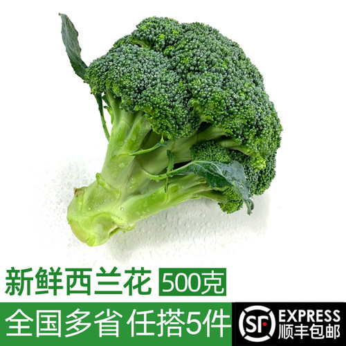 新鲜西兰花500g脆嫩青花菜绿花菜西蓝花椰菜 时令蔬菜5件顺丰包邮