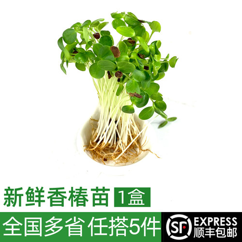 新鲜香椿苗1盒芽苗菜摆盘装饰