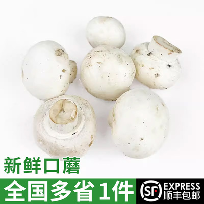 1斤口蘑口菇5件包邮新鲜蘑菇