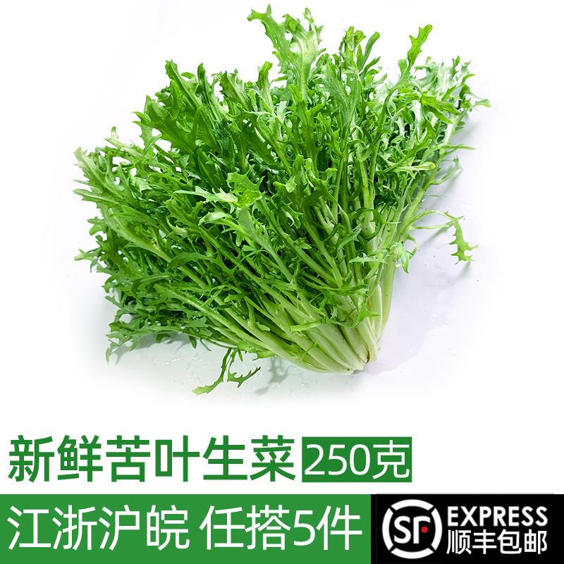 新鲜苦菊250g蔬菜沙拉生菜