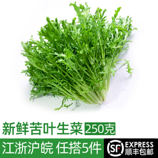 西餐沙拉轻食蔬菜食材 狗牙菜苦苣 新鲜苦菊250g 苦细叶苦叶生菜