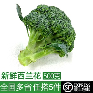 新鲜西兰花500g脆嫩青花菜绿花菜西蓝花椰菜 包邮 时令蔬菜5件顺丰