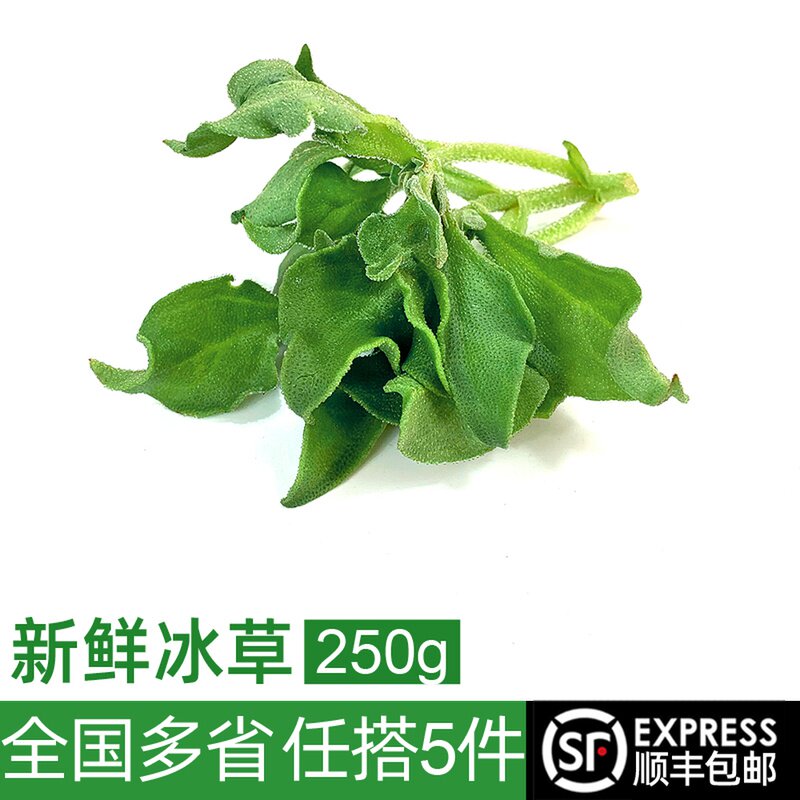 新鲜冰草250g 冰菜冰叶西餐凉拌酒店火锅生吃沙拉蔬菜任搭5件包邮