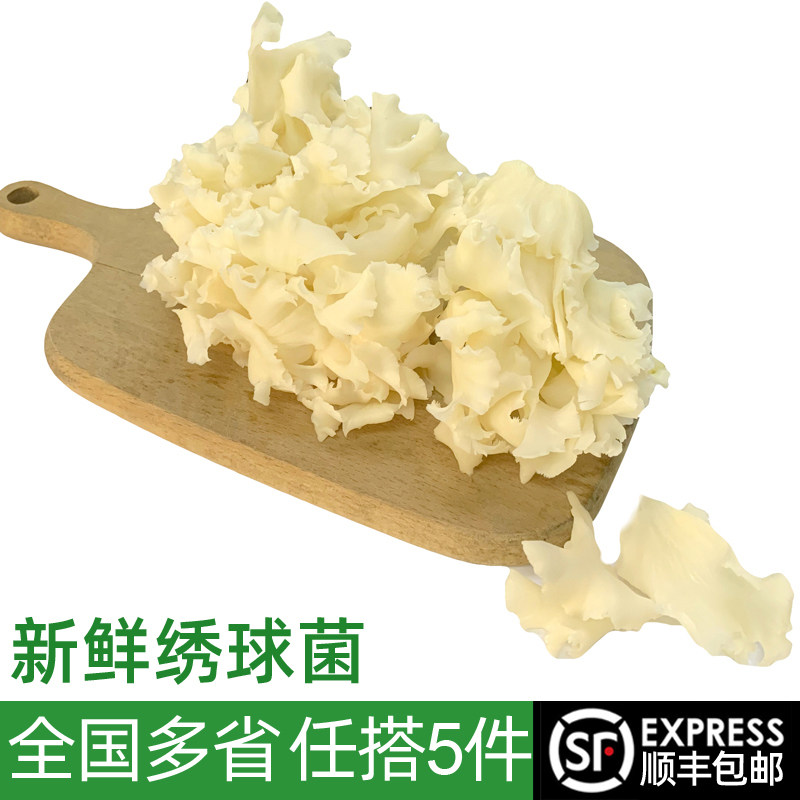 新鲜绣球菌煲汤火锅食材绣球菌图片