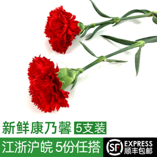 饰 酒店餐厅摆盘装 新鲜康乃馨5支装 教师节母亲节送鲜花康乃馨