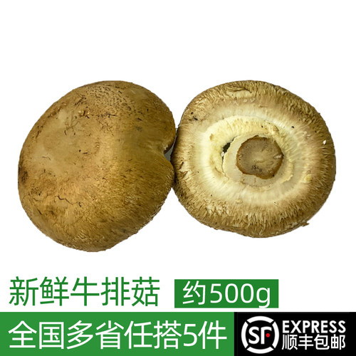 新鲜牛排菇约500g菌菇波多黎各
