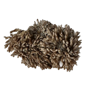 新鲜龙爪菇250g 当季山珍菌类蘑菇珊瑚菌煲汤火锅