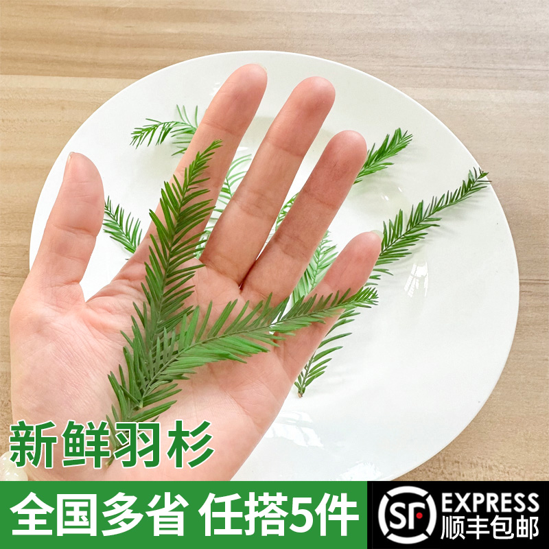 新鲜球生菜500g汉堡沙拉用生菜