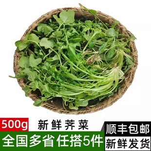 新鲜荠菜500g 新鲜蔬菜野菜农家现挖野生香荠菜馄饨饺子馅食材