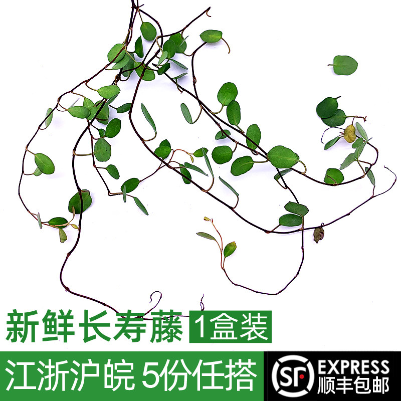 新鲜千叶兰长寿藤吊兰盒装叶子图片
