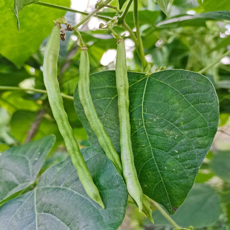 豆角四季豆天津电视台拍摄新鲜云南无筋豆无丝豆现摘现发当季蔬菜