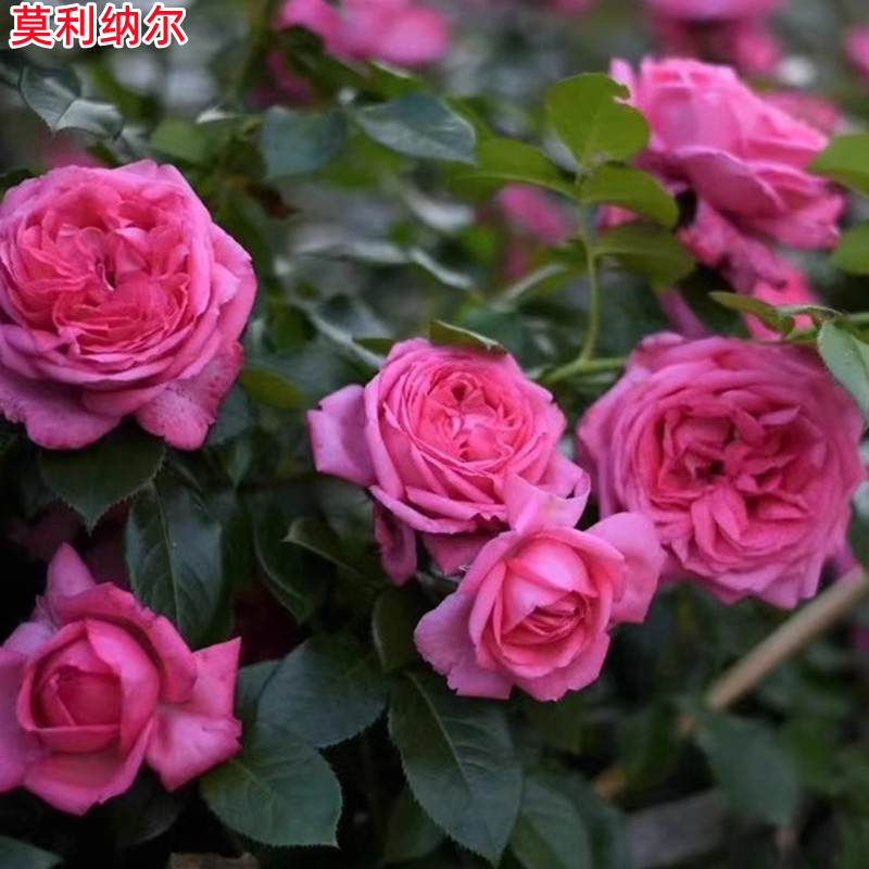 戴尔巴德莫利纳尔月季adr超大花浓香耐热四季开花玫瑰花苗