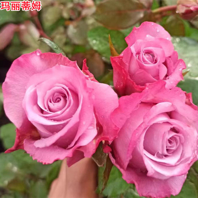 新品切花玛丽蒂姆月季高脚杯大花浓香庭院盆栽多季开花玫瑰花苗,鲜花速递/花卉仿真/绿植园艺,月季/蔷薇/玫瑰,淘宝优惠券,粉丝福利购,淘宝优惠卷