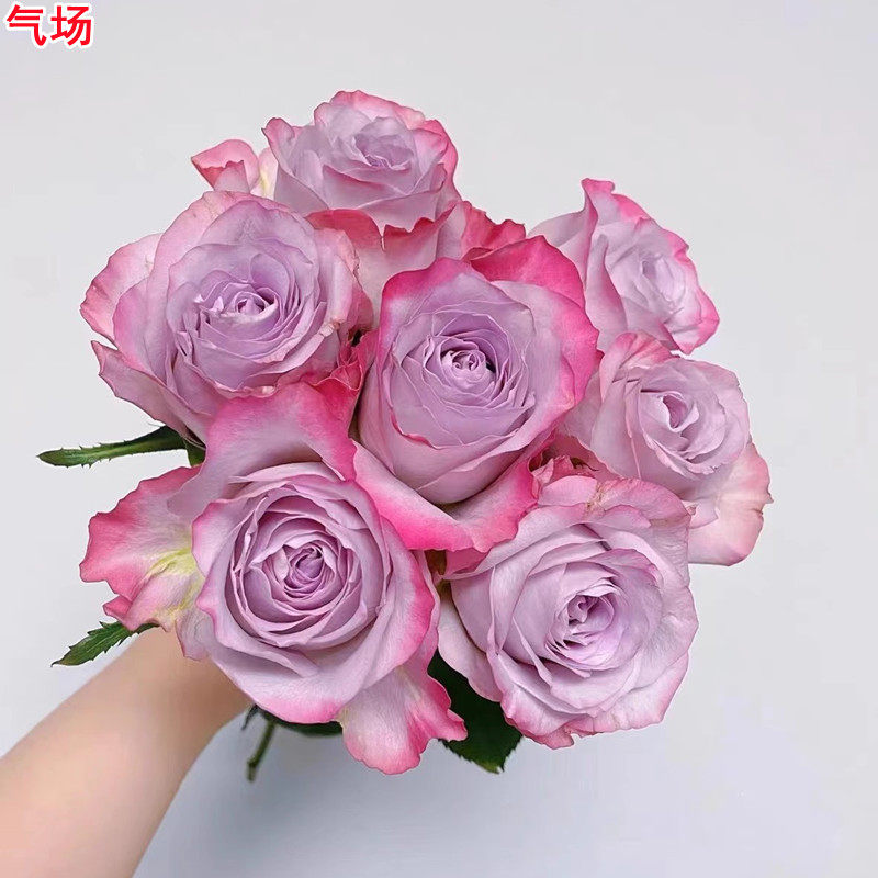 超新品气场切花玫瑰复古灰紫调月季花苗庭院阳台盆栽多季开花,鲜花速递/花卉仿真/绿植园艺,月季/蔷薇/玫瑰,淘宝优惠券,粉丝福利购,淘宝优惠卷