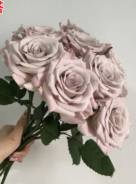 曼塔月季苗新品切花复古灰色调大花浓香庭院阳台盆栽月季玫瑰花苗