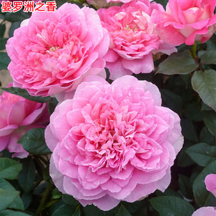 新品婆罗洲之香月季苗大花浓香庭院阳台种植盆栽多季开花玫瑰花苗