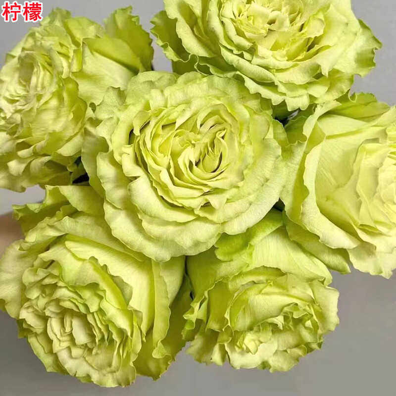 柠檬月季切花灌木大花多季开花