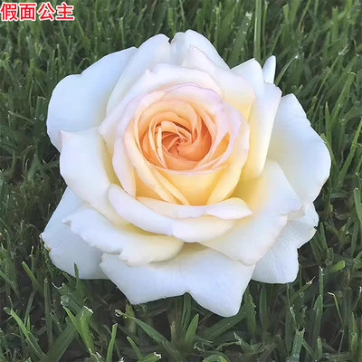 新品尼普月季假面公主灌木大花浓香adr认证庭院阳台盆栽多季开花