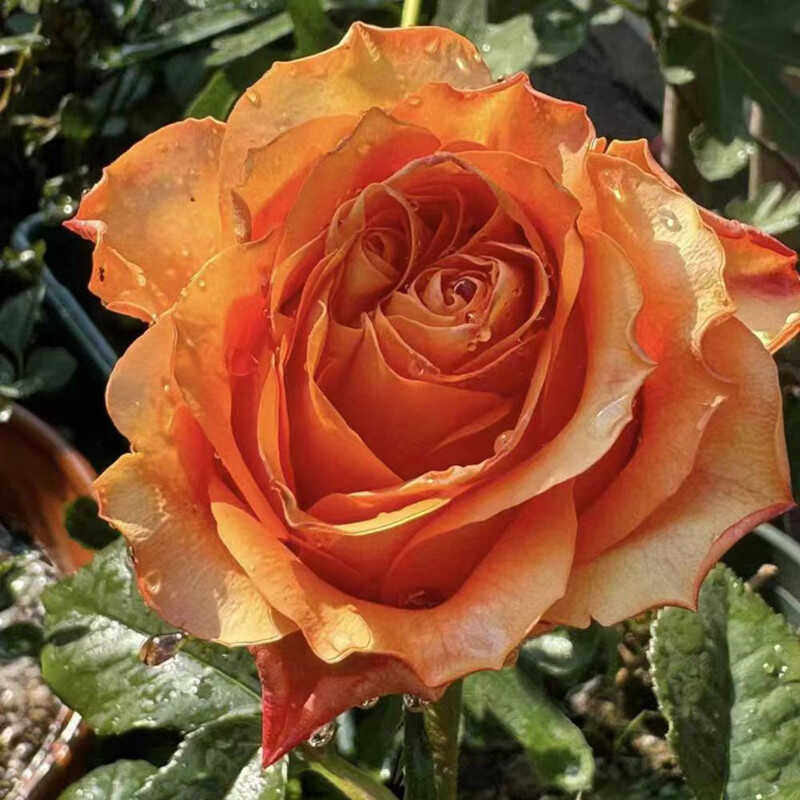 新品橙色波浪月季灌木大花庭院阳台盆栽多季开花切花玫瑰,鲜花速递/花卉仿真/绿植园艺,月季/蔷薇/玫瑰,淘宝优惠券,粉丝福利购,淘宝优惠卷