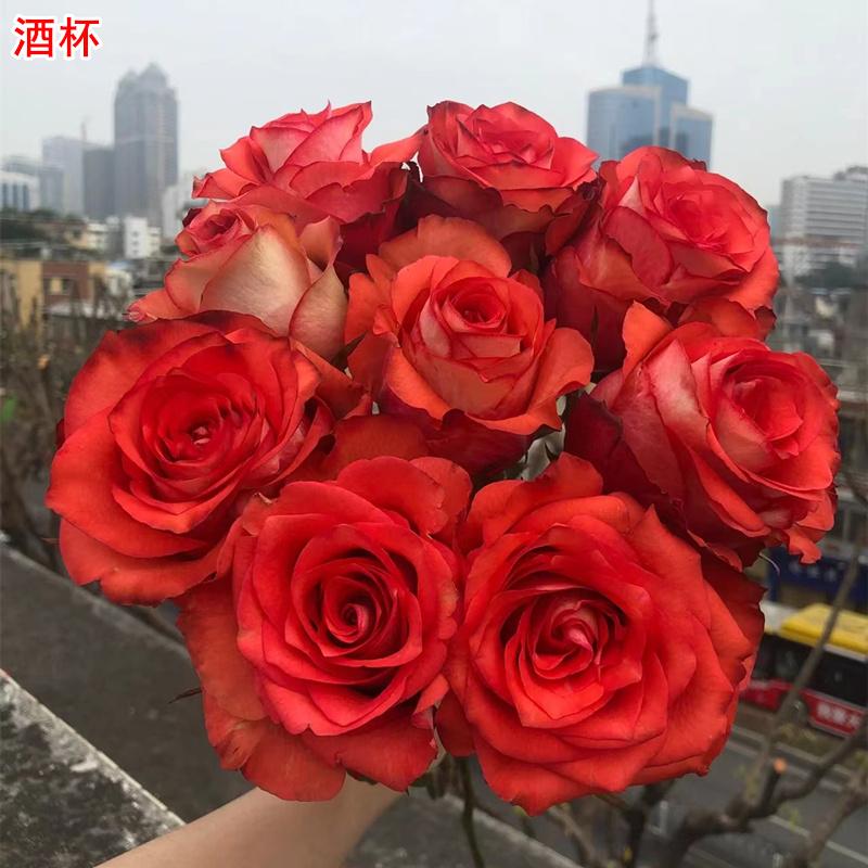 玫瑰直立耐开抗病月季切花