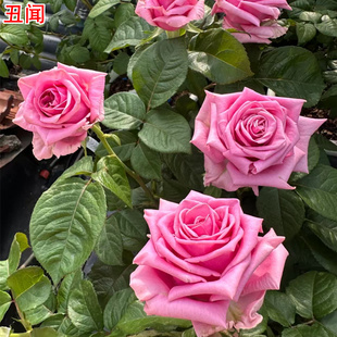 新品丑闻月季灌木大花直立庭院阳台盆栽多季开花切花玫瑰