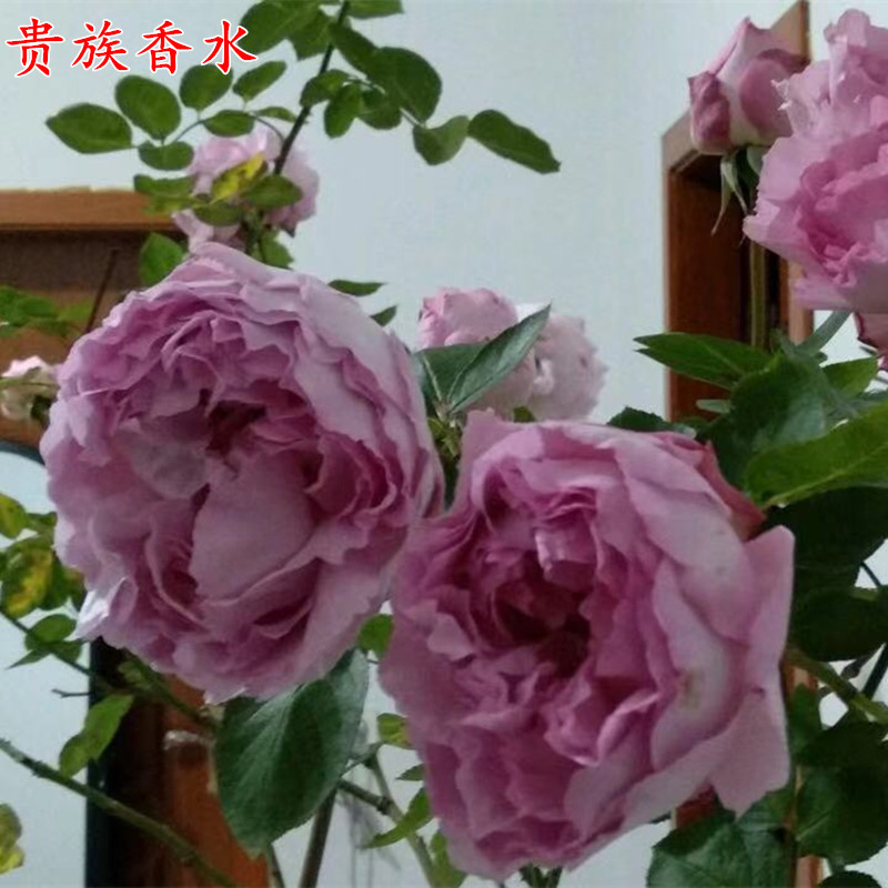 伊芙贵族香水月季苗大花浓香根接大苗四季开花