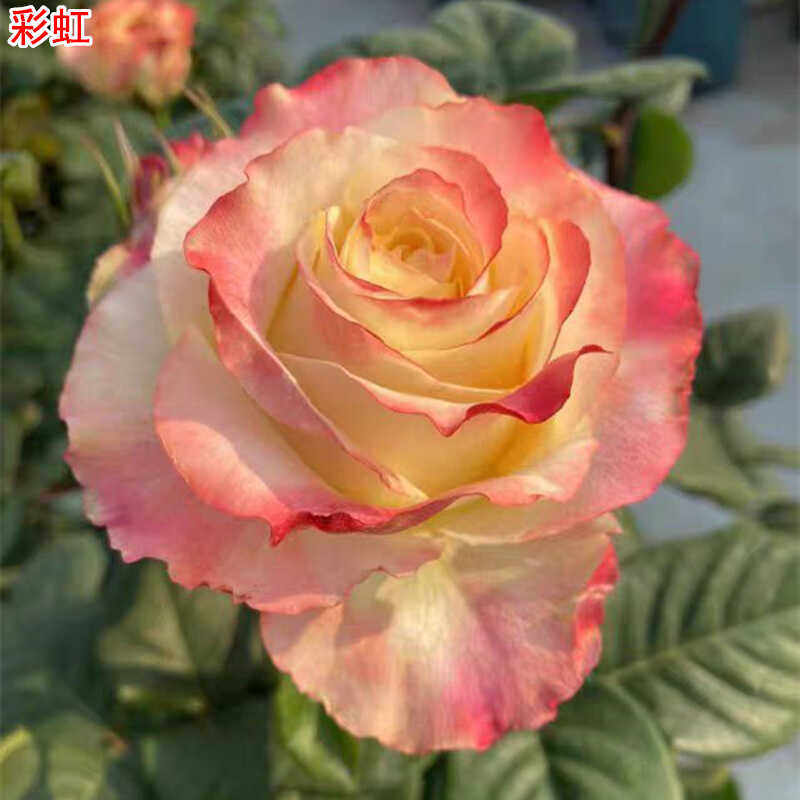 新品彩虹月季灌木大花庭院阳台盆栽多季开花切花玫瑰,鲜花速递/花卉仿真/绿植园艺,月季/蔷薇/玫瑰,淘宝优惠券,粉丝福利购,淘宝优惠卷