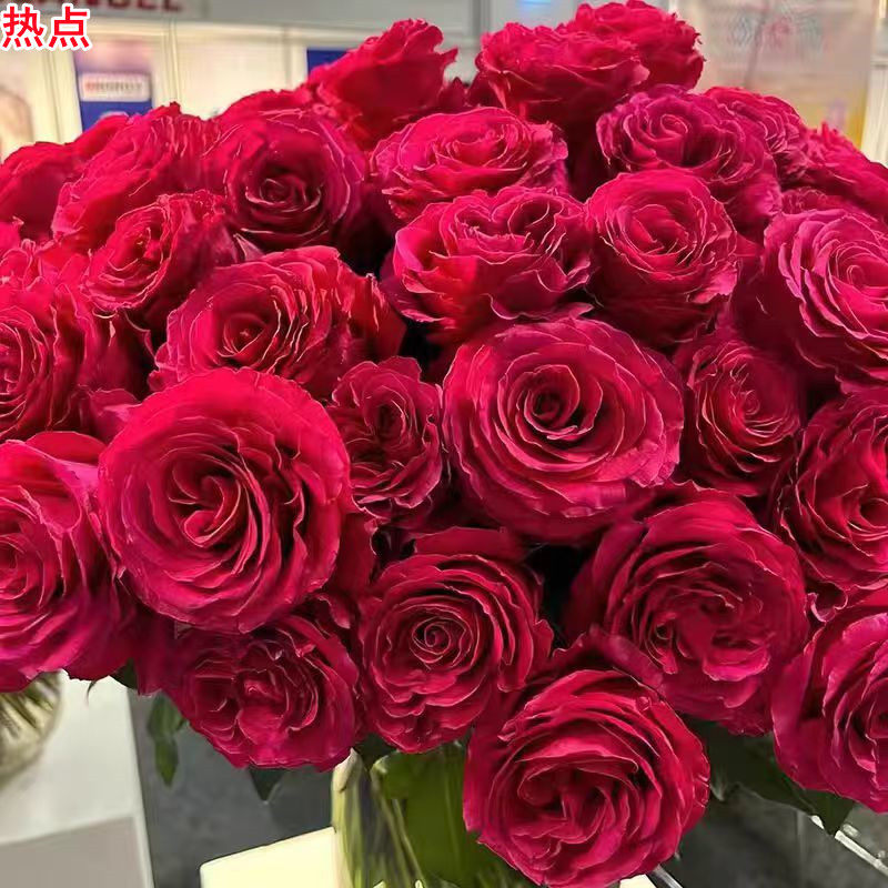 新品热点月季苗灌木大花切花玫瑰庭院阳台盆栽多季开花,鲜花速递/花卉仿真/绿植园艺,月季/蔷薇/玫瑰,淘宝优惠券,粉丝福利购,淘宝优惠卷