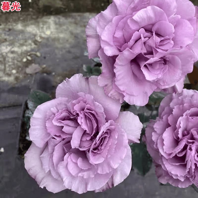 新品暮光月季紫色灌木大花浓香庭院阳台盆栽多季开花切花玫瑰