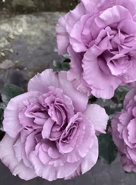 新品暮光月季紫色灌木大花浓香庭院阳台盆栽多季开花切花玫瑰