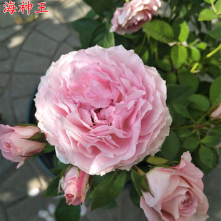 荷兰微型海神王月季灌木大花庭院阳台盆栽多季开花