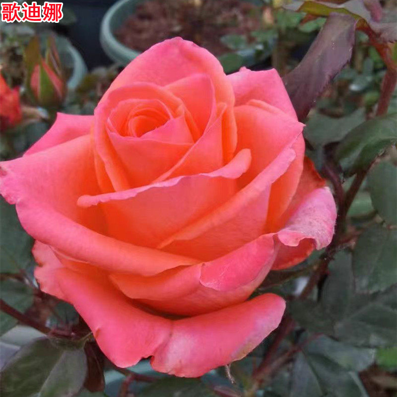 歌迪娜月季苗切花大花多季开花图片