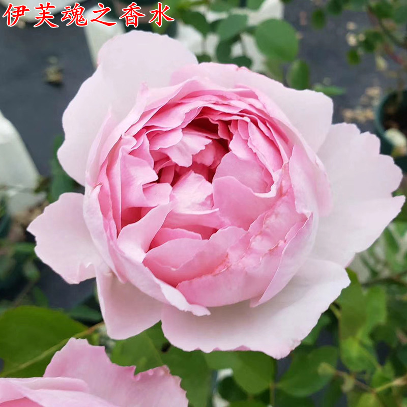 伊芙系列 伊芙魂之香水月季苗 大花浓香四季开花 实生根接苗