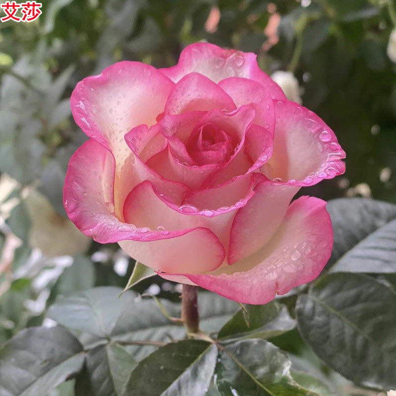 爱莎/艾莎月季灌木切花大花庭院阳台盆栽多季开花玫瑰花苗,鲜花速递/花卉仿真/绿植园艺,月季/蔷薇/玫瑰,淘宝优惠券,粉丝福利购,淘宝优惠卷