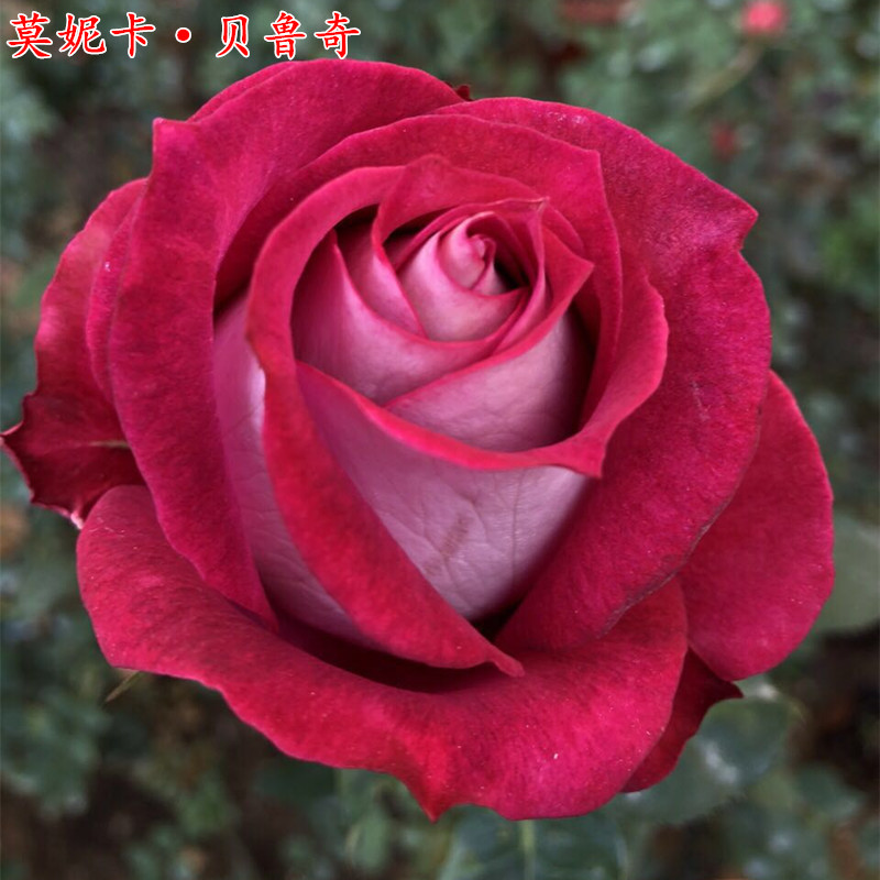 欧月莫妮卡·贝鲁奇月季苗大花丰花浓香庭院阳台盆栽多季开花