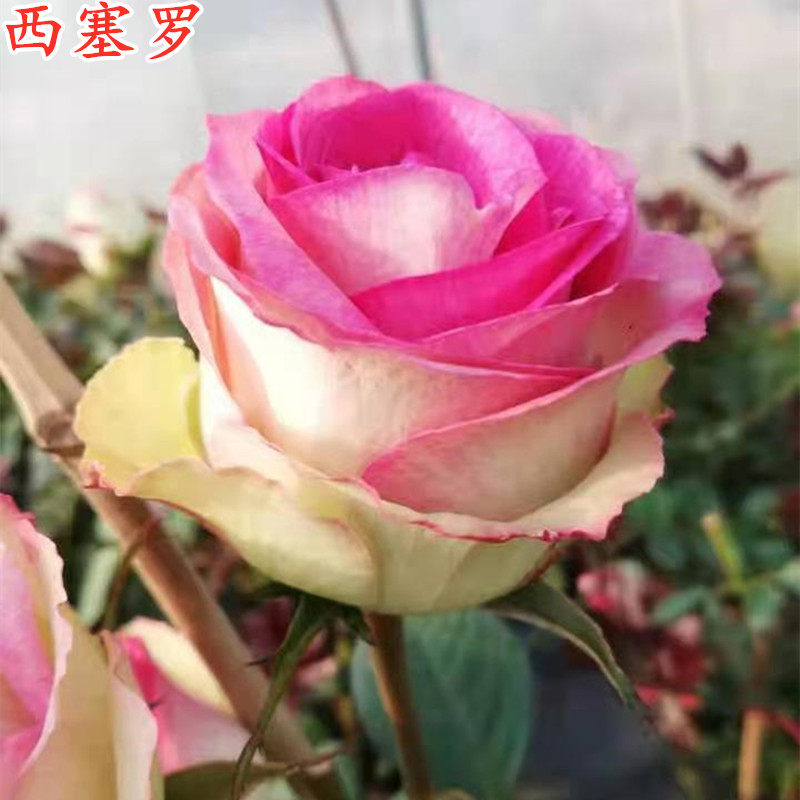 红嘴西塞罗切花月季苗大花四季开花庭院阳台盆栽扦插中苗