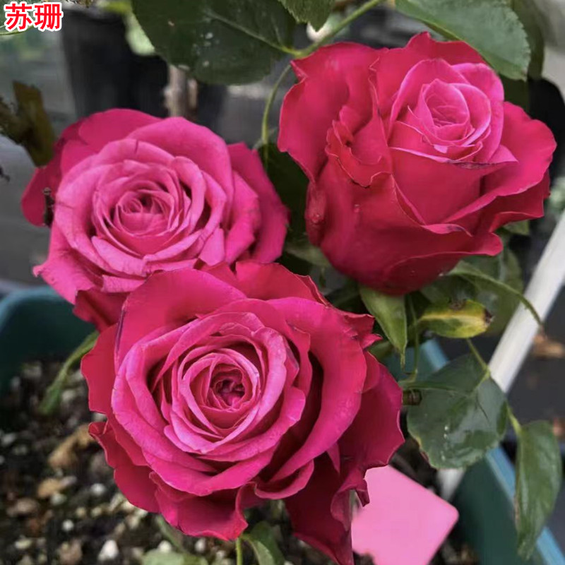 超新品苏珊月季深紫复色切花玫瑰庭院阳台盆栽多季开花