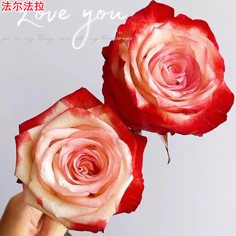 超新品法尔法拉切花月季肯尼亚玫瑰复色勤花庭院阳台盆栽多季开花,鲜花速递/花卉仿真/绿植园艺,月季/蔷薇/玫瑰,淘宝优惠券,粉丝福利购,淘宝优惠卷