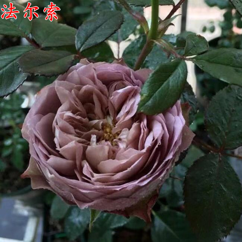 日本杂交茶香法尔索月季苗 灌木月季花苗多季开花玫瑰花苗