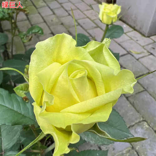 新品玫瑰庭院灌木月季花苗绿巨人