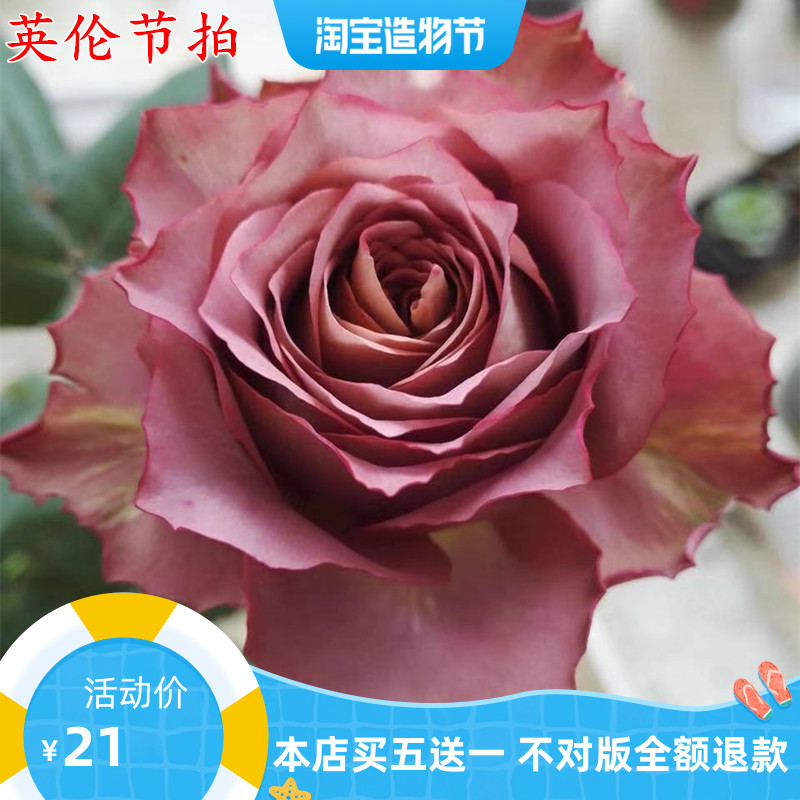 新品种英伦节拍月季苗日本复古色茶色丰花切花月季花苗多季开花 中智甄选