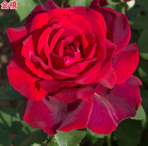 金禧梅昂爸爸月季灌木大花浓香庭院阳台盆栽多季开花玫瑰花苗