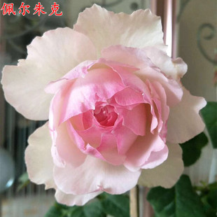 新品日月佩尔朱克月季苗大花浓香庭院阳台盆栽多季开花玫瑰花苗