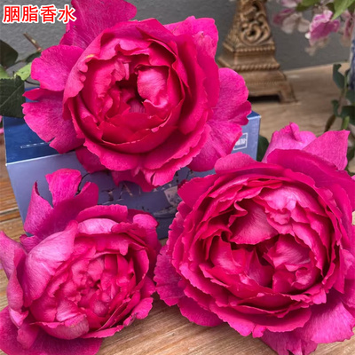 伊芙系列胭脂香水月季苗大花浓香灌木庭院阳台盆栽多季开花
